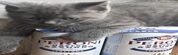 British Shorthair cats for sale: 6 male British shorthair boys  - Advert 8