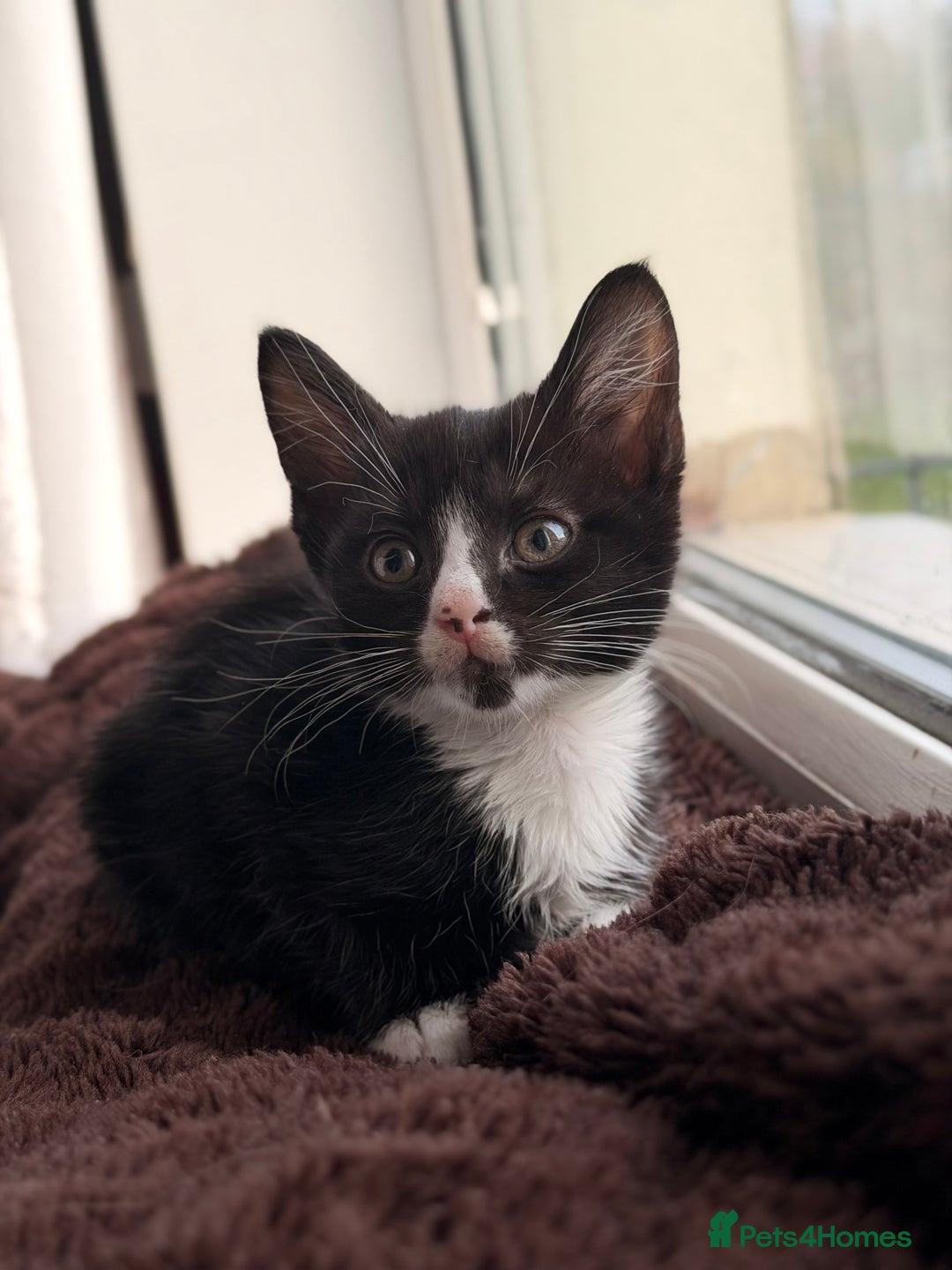 Mixed Breed cats for sale: Mixed breed kittens  - Advert 2