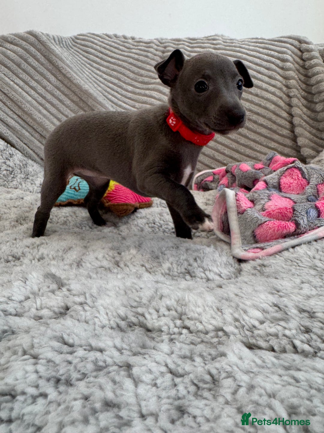 Italian Greyhound dogs for sale: KC registered blue Italian greyhounds for sale - Advert 17