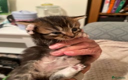 British Shorthair cats for sale: Gorgeous kittens - Image 22