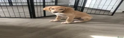 Saluki dogs for sale: Beautiful Saluki puppies Now Available - Advert 23