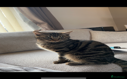 Domestic Shorthair cats for sale: quincy  - Image 1