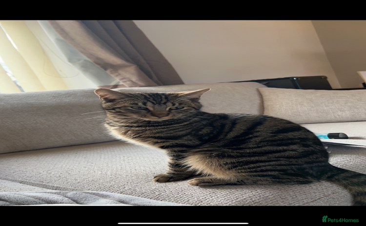 Domestic Shorthair cats - Advert 5