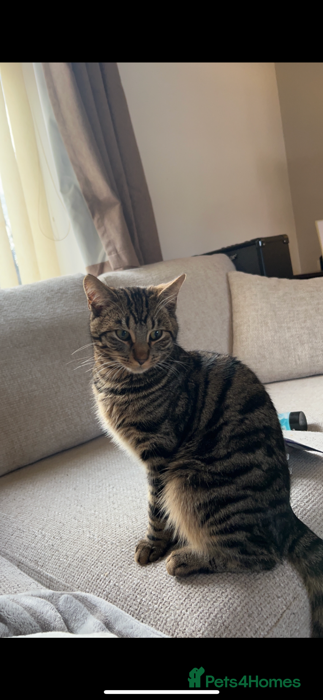 Domestic Shorthair cats for sale: quincy  - Image 1