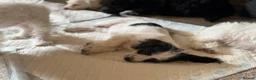 Jackapoo dogs for sale: Gorgeous jackapoo pups ready now  - Advert 9