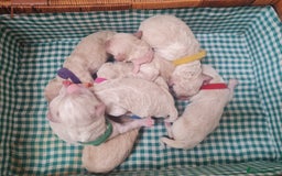 Mixed Breed dogs for sale: Beautiful double doodles - Image 3