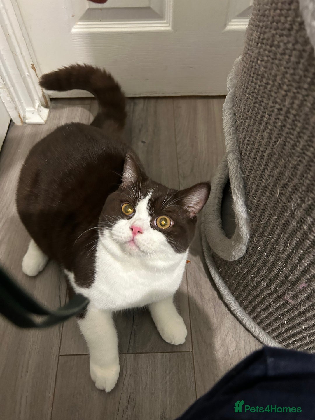 British Shorthair cats for sale: BSH boy - Advert 1