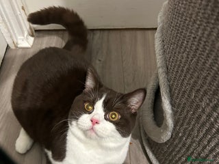 British Shorthair cats BSH boy - Advert 2