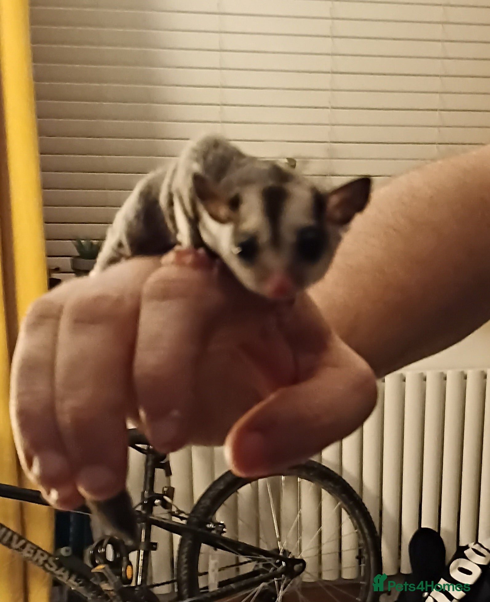 Sugar Glider rodents 2 beautiful gliders ready to go - Advert 6