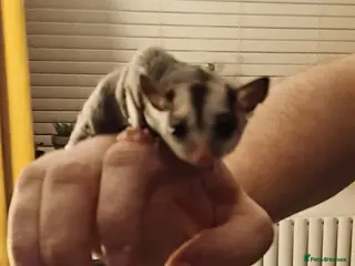 Sugar Glider rodents 2 beautiful gliders ready to go - Advert 6