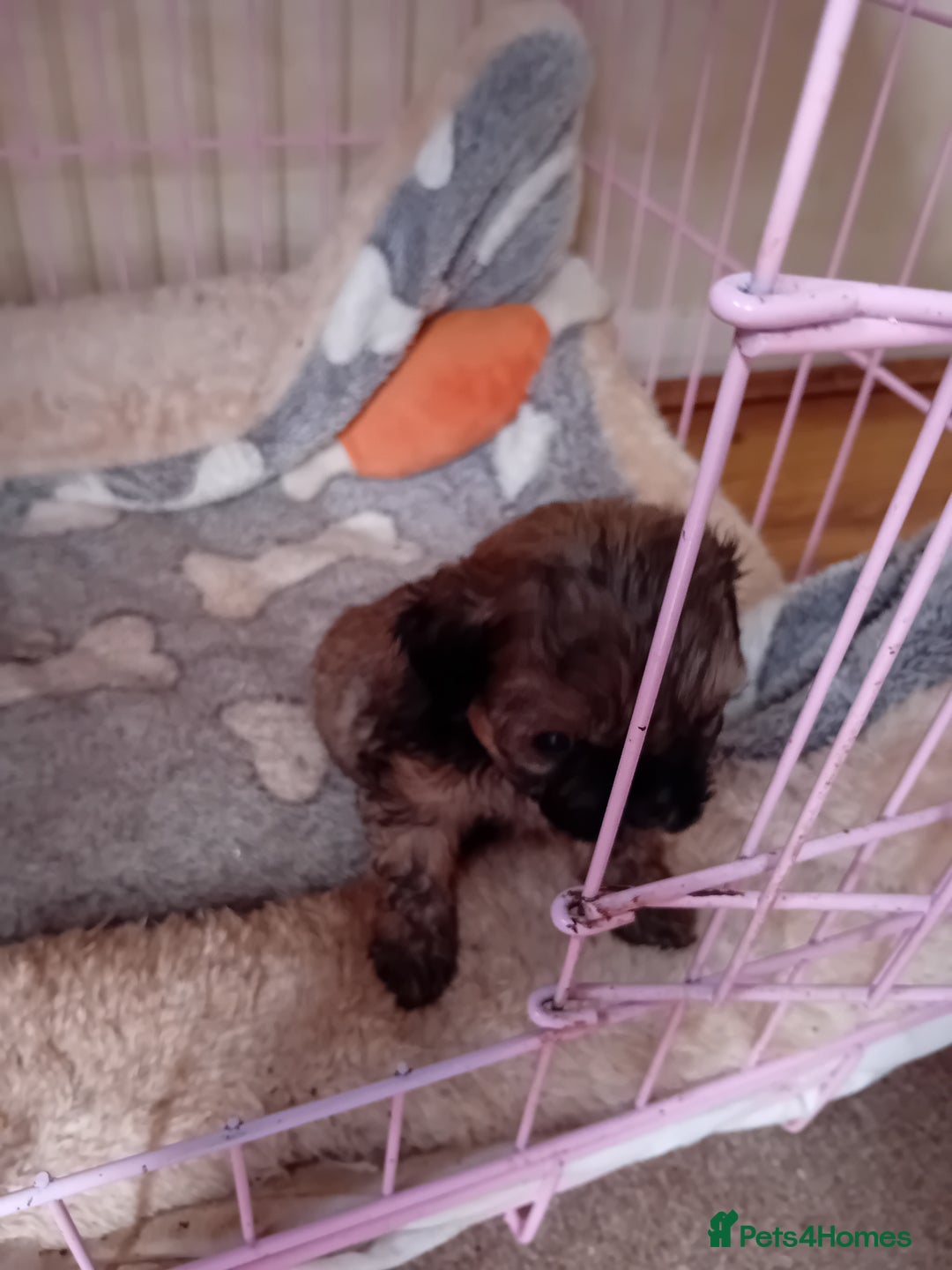 Shih Tzu dogs for sale: 6 Shih tzu puppies for sale - Image 7