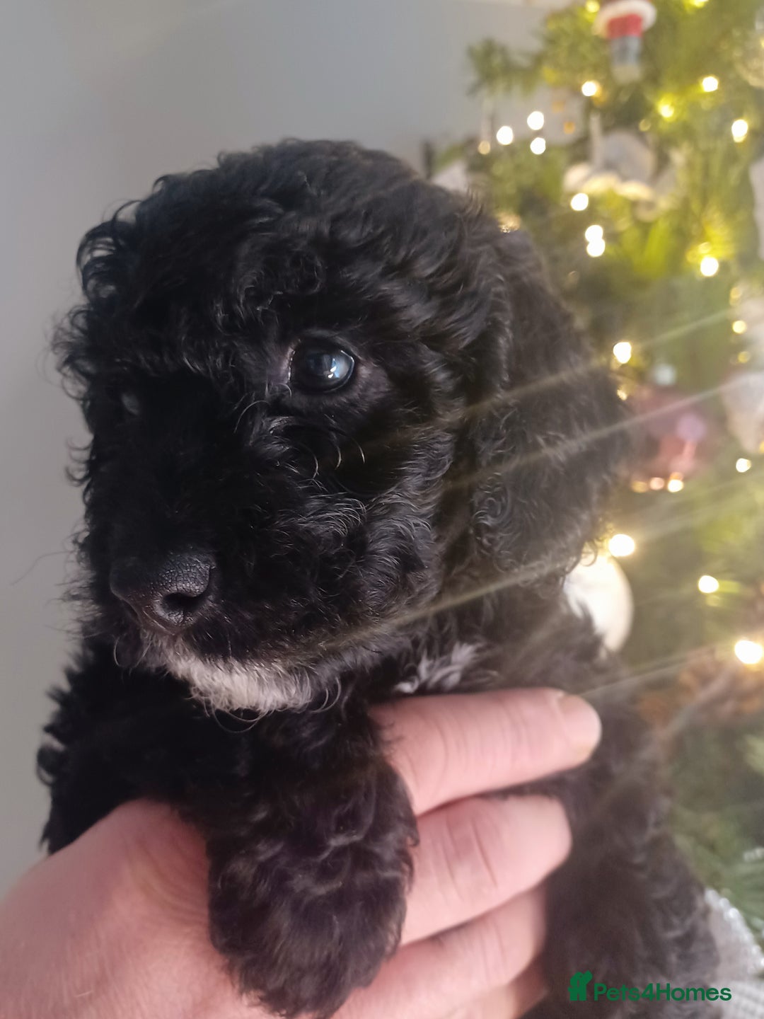 Cavapoo dogs for sale: 🐶  Cavapoo/ miniature poodle 🐶  - Advert 17