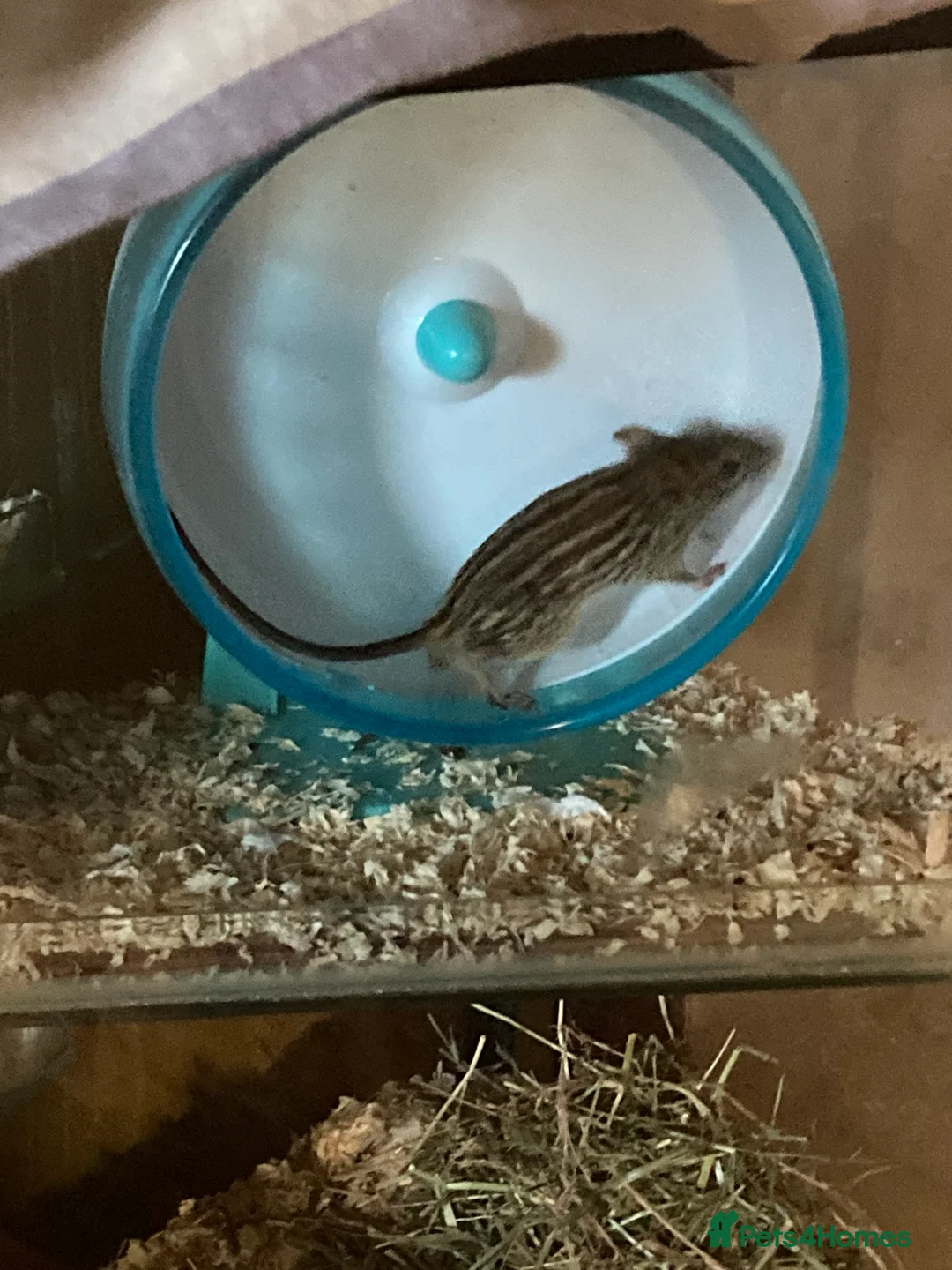 Mouse rodents for sale: African Pygmy dormice micro squirrel, grass mice - Advert 10