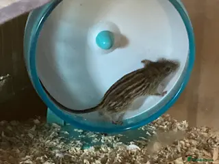 Mouse rodents Barbary striped grass mice; African Pygmy dormice - Advert 9