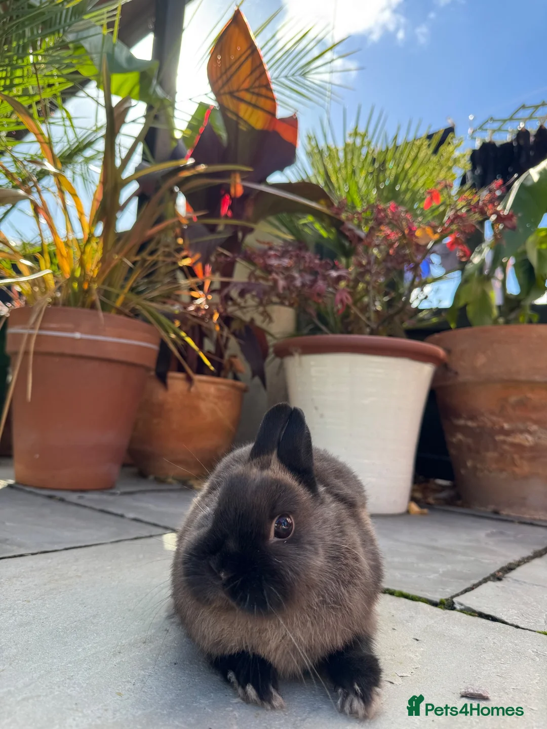 Netherland Dwarf rabbits for sale: Netherland dwarf rabbit - Advert 8