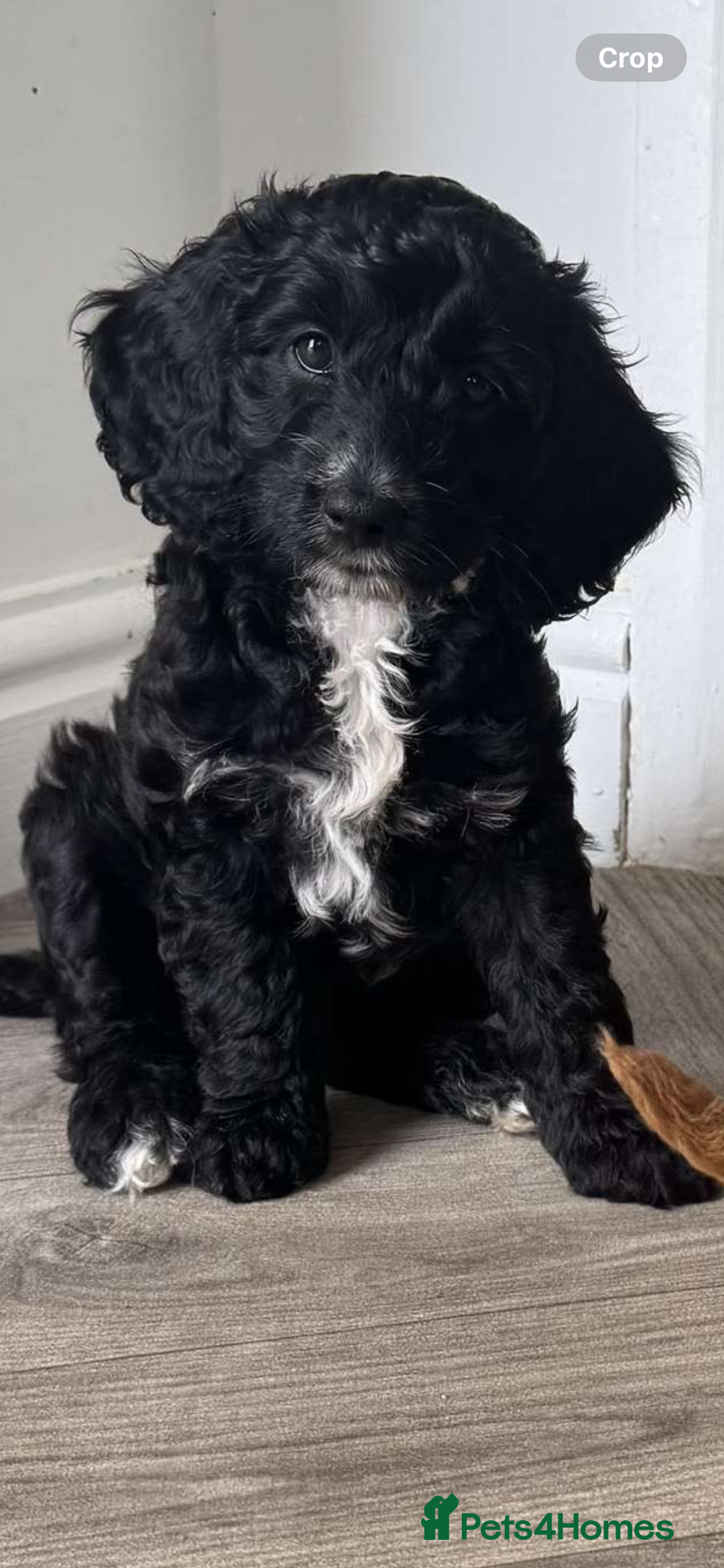 Cockapoo dogs for sale: Boni’s F1b pups, 2 little ones available 🖤🖤 - Image 7
