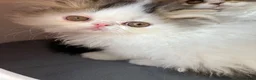 Persian cats for sale: Registered Pure Persian Kittens  - Advert 8