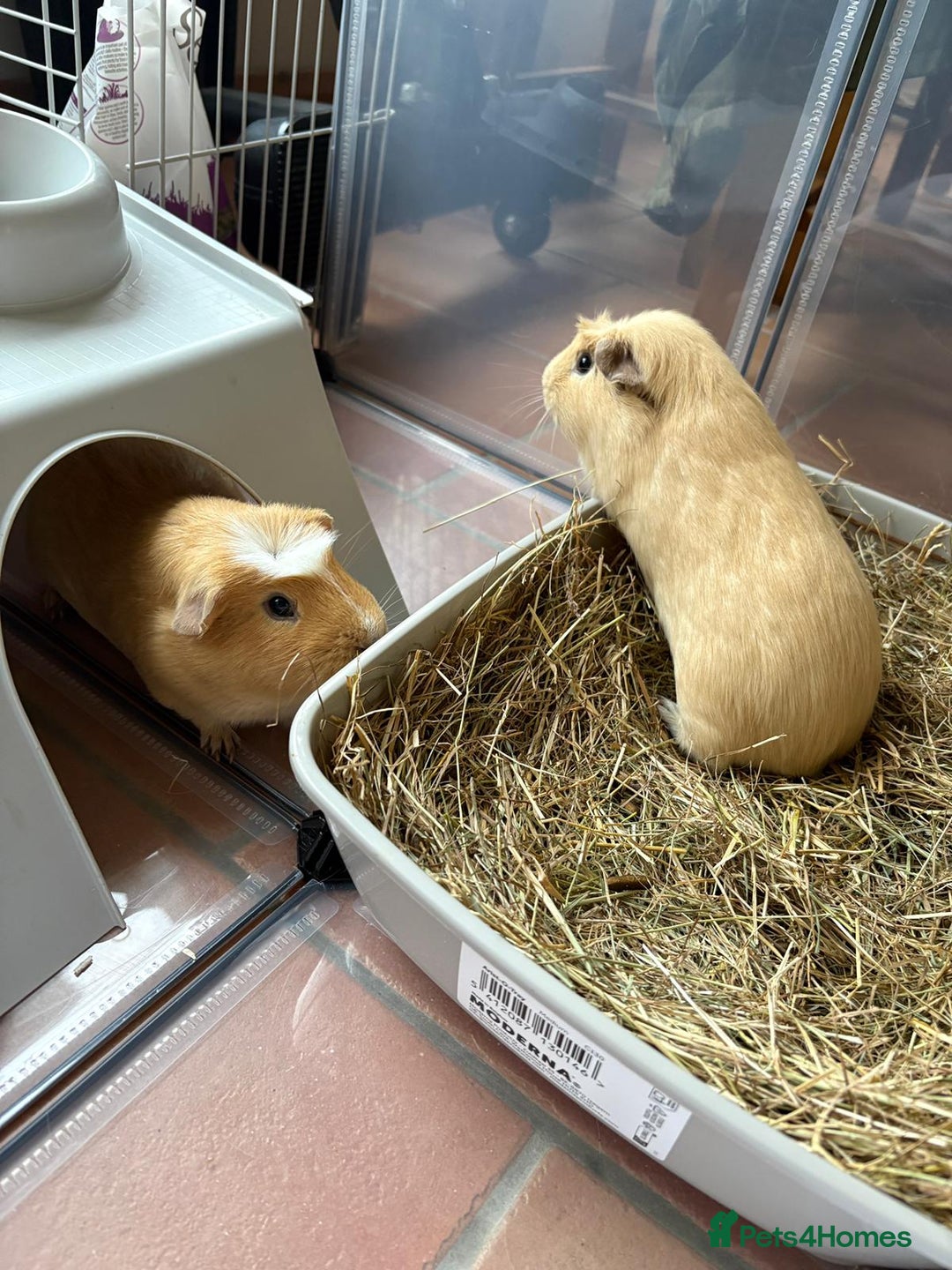 Guinea Pig rodents for sale: 2 male guinea pigs with cage - Advert 4