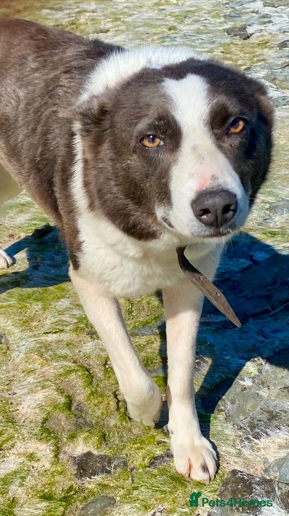 Border Collie dogs Border Collie bitch, 5 years old - Advert 5