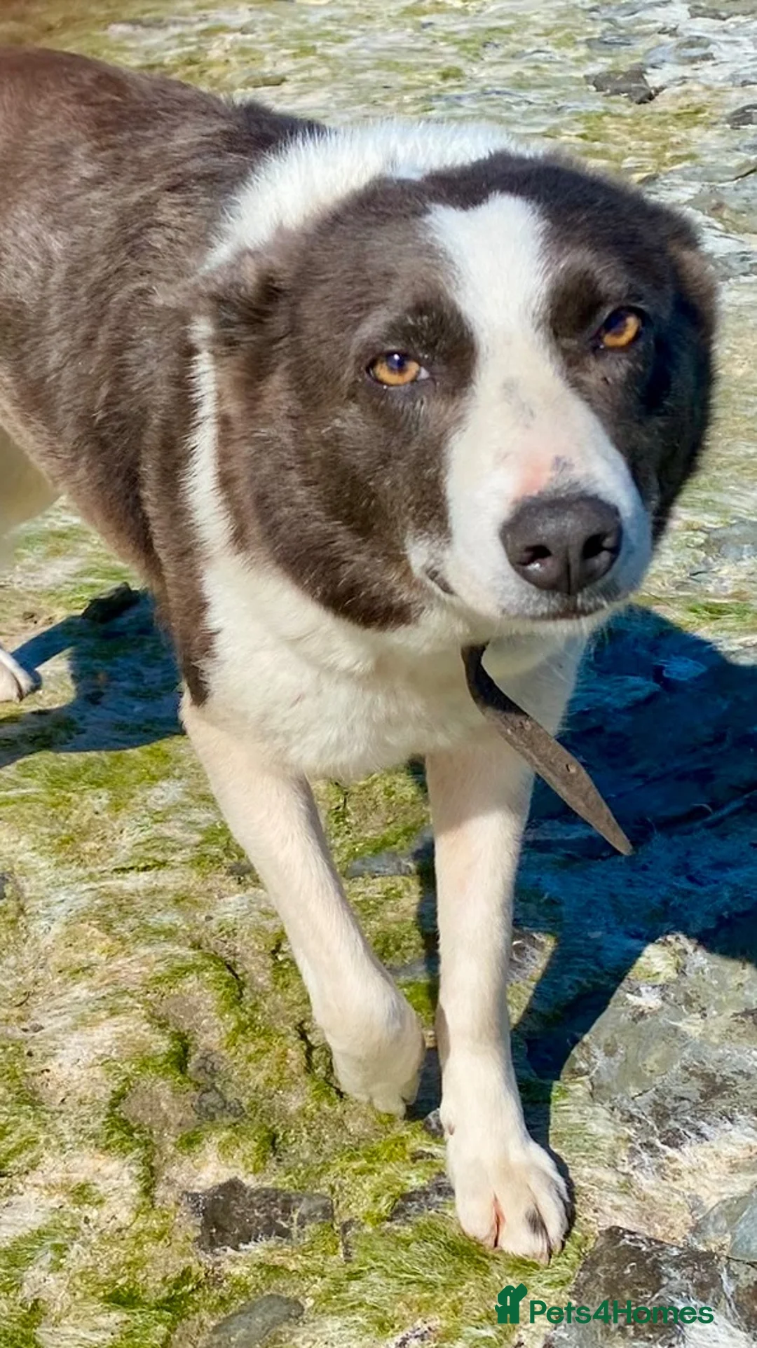 Border Collie dogs for sale: Border Collie bitch, 5 years old - Advert 1