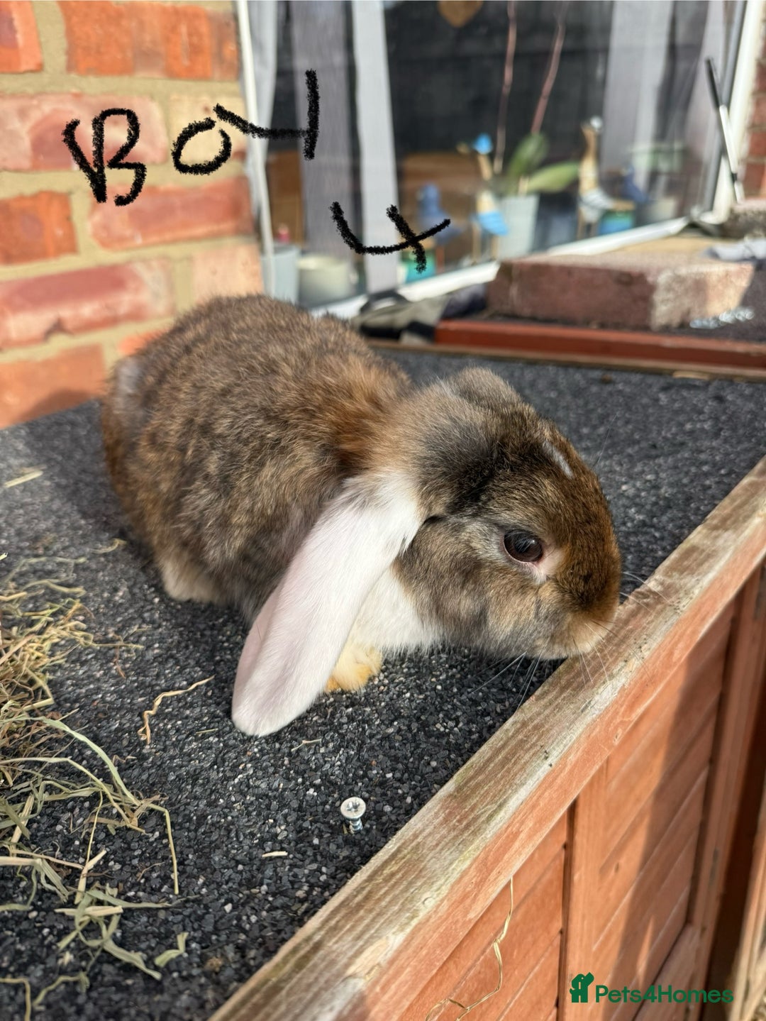 Mixed Breed rabbits for sale: Mixed breeds rabbits 8-12 weeks old  - Image 11