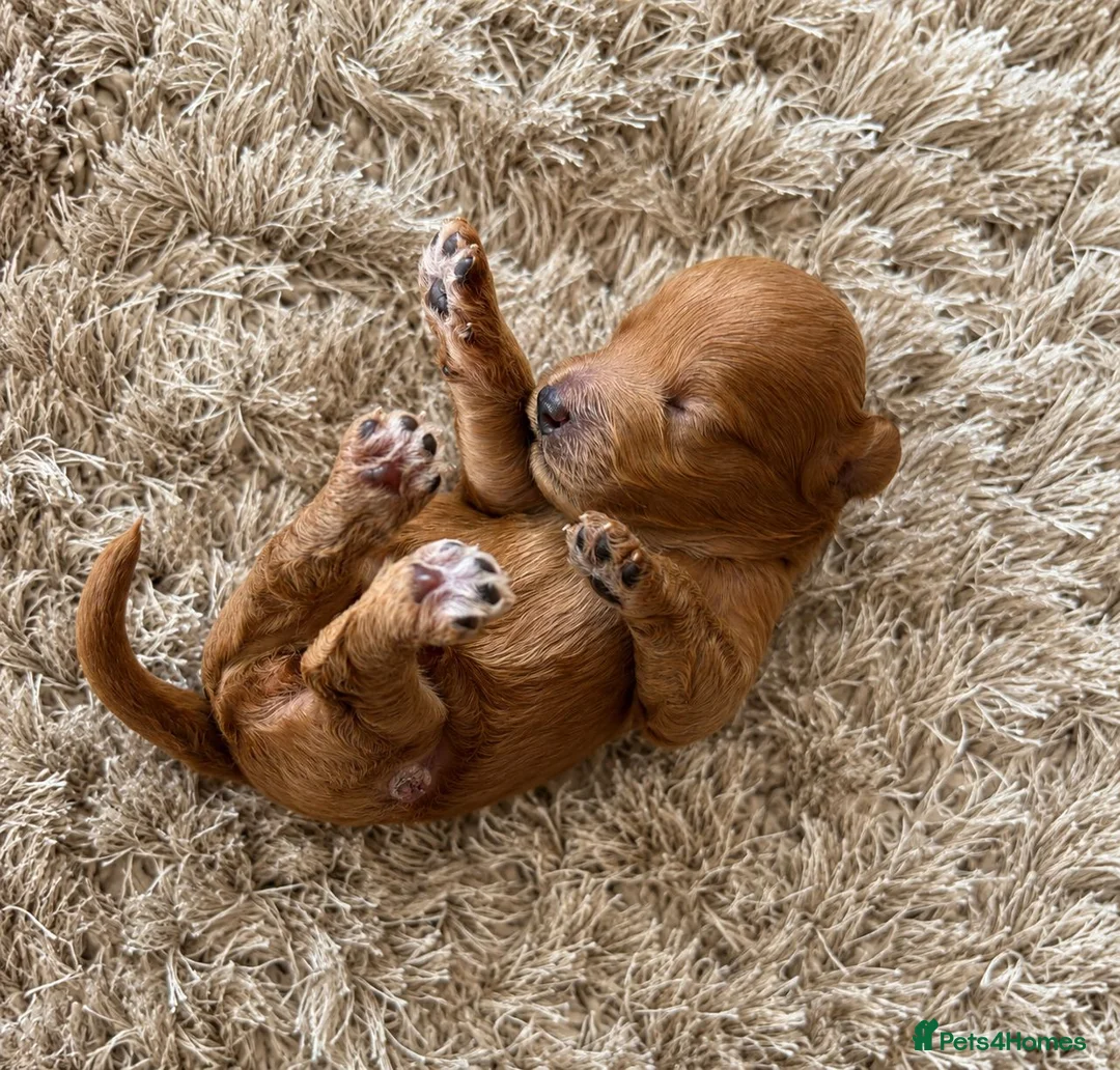 Cockapoo dogs for sale: F1b Cockapoo Puppies - Advert 2