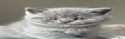 British Shorthair cats for sale: British short hair grey / blue kittens  - Advert 29
