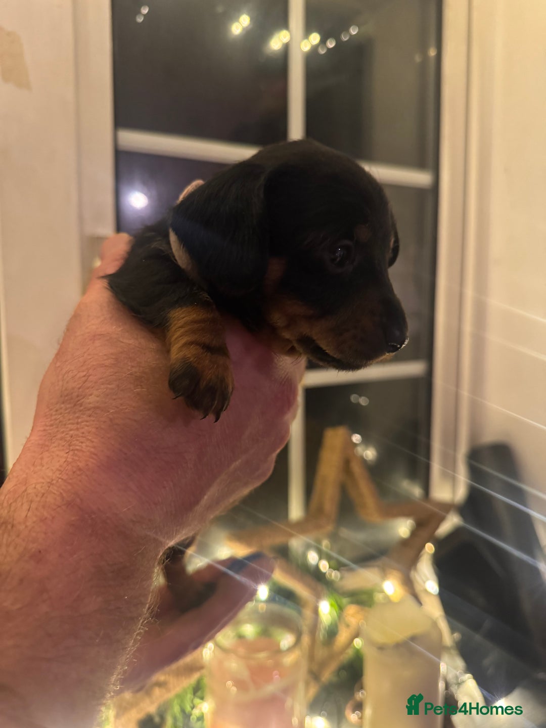 Miniature Dachshund dogs for sale: Gorgeous miniature dachshunds   - Advert 6