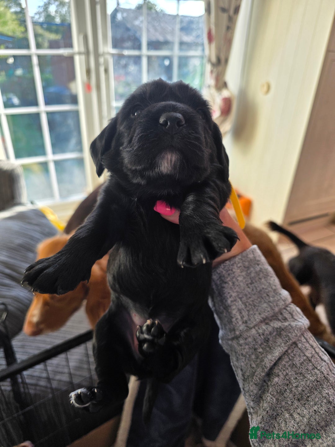 Cocker Spaniel dogs for sale: Working cocker Spaniel puppies KC registered  - Image 7