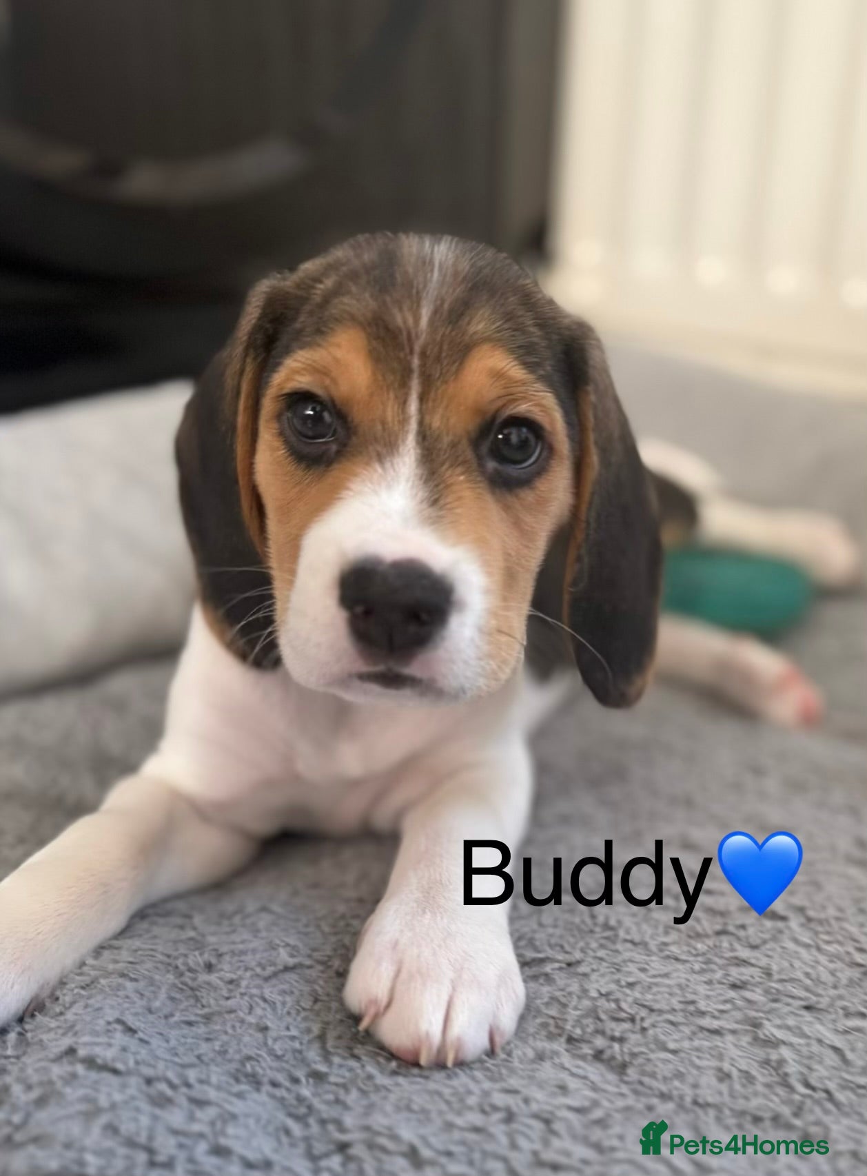 Beagle dogs Beagle puppies ready to go  - Advert 2