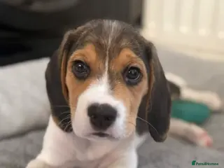 Beagle dogs Beagle puppies ready to go - Advert 2