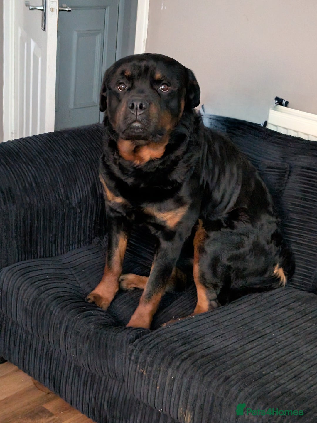 Rottweiler dogs for sale: Full German rottweiler boy for rehoming - Image 4