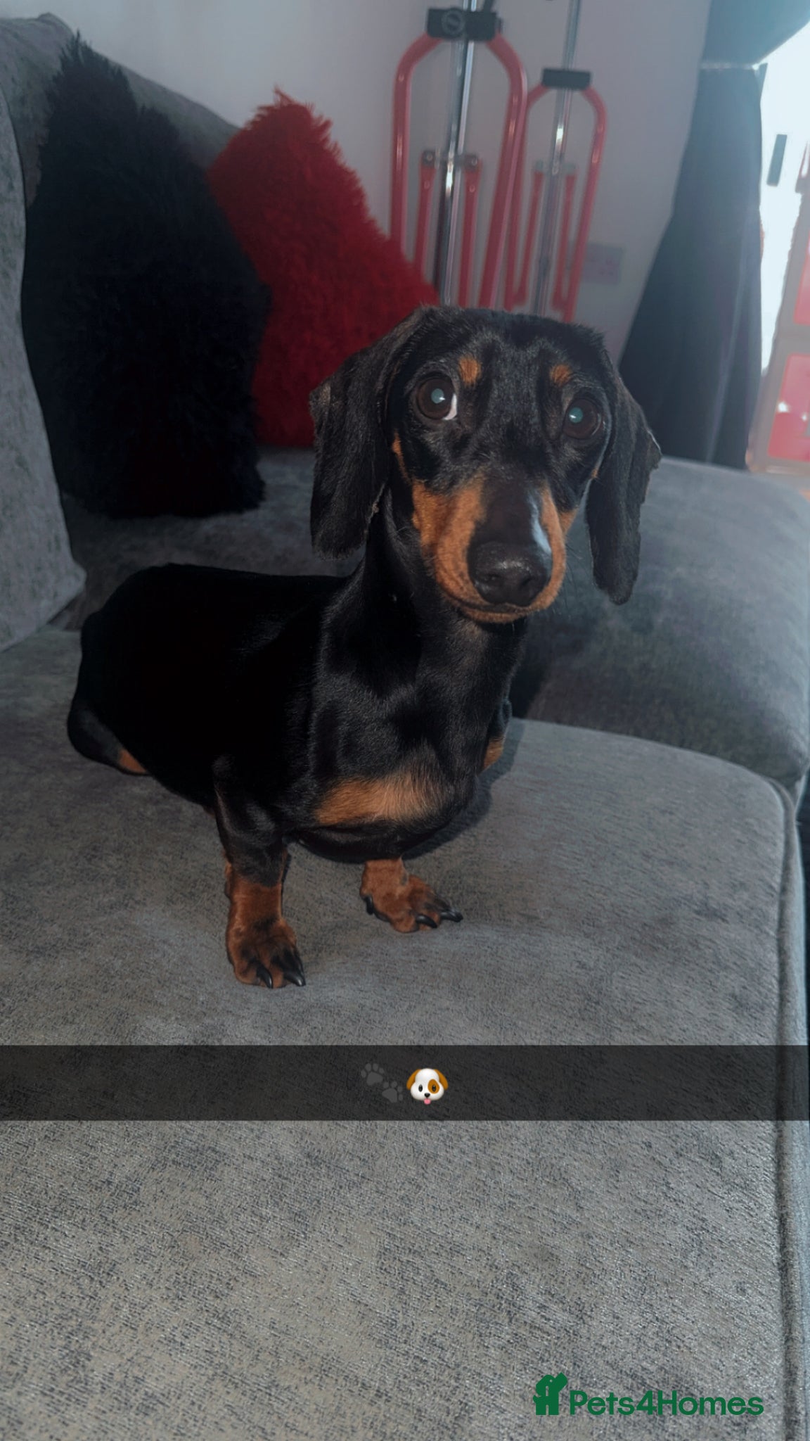 Miniature Dachshund dogs Miniature dachshund age 2 boy - Advert 2
