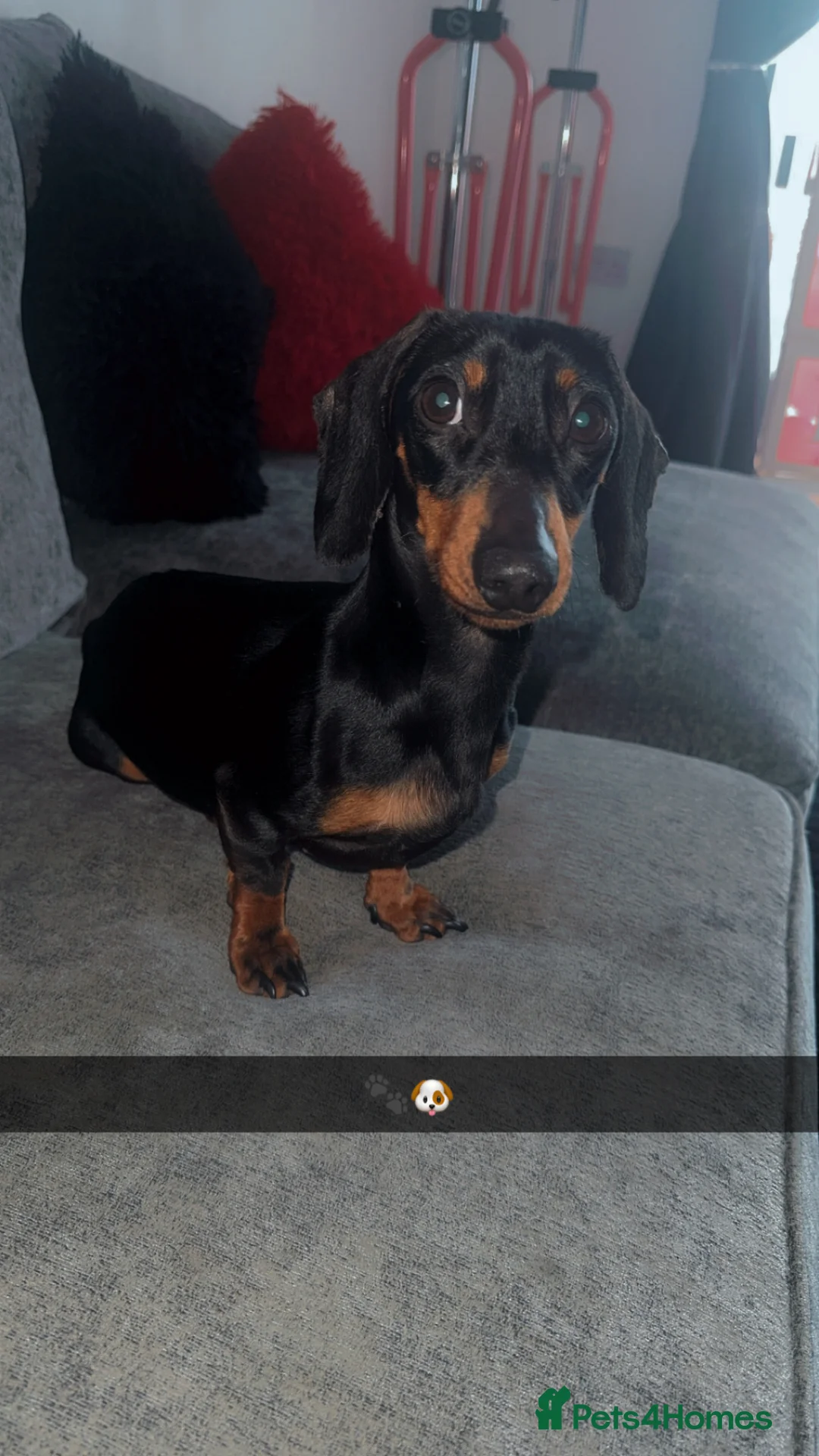 Miniature Dachshund dogs for sale: Miniature dachshund age 2 boy - Advert 1