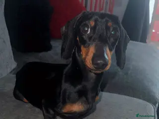 Miniature Dachshund dogs Miniature dachshund age 2 boy - Advert 2