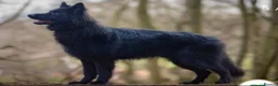 German Shepherd dogs for stud: Black German shepherd stud dog - Advert 2