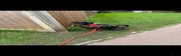 Dobermann dogs for sale: Storm - Advert 4