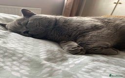 British Shorthair cats for sale: British blue BSH  - Image 16