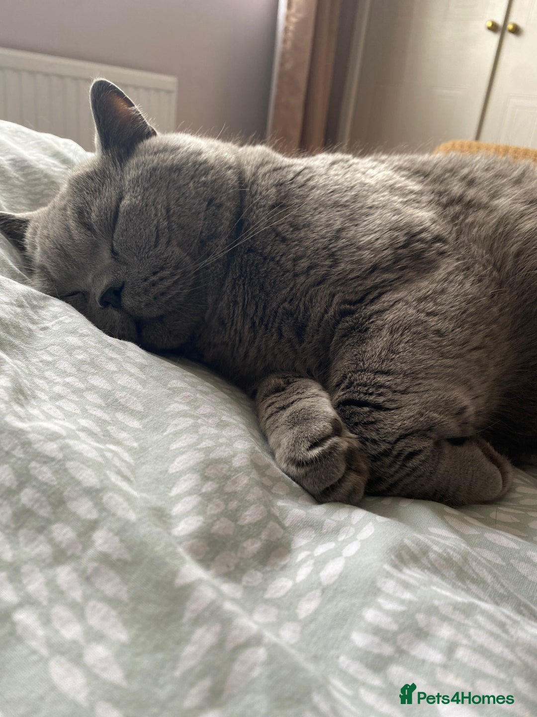 British Shorthair cats for sale: British blue BSH  - Image 16
