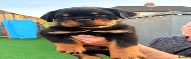 Rottweiler 5