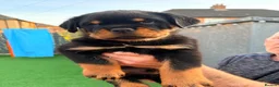 Rottweiler dogs for sale: 7 amazing rottweiler pups - Advert 5