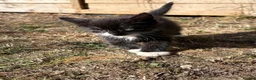 Domestic Shorthair cats for sale: Black and white kittens  - Advert 6