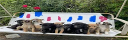 Mixed Breed dogs for sale: Adorable Litter of 9 Border collies - Advert 5