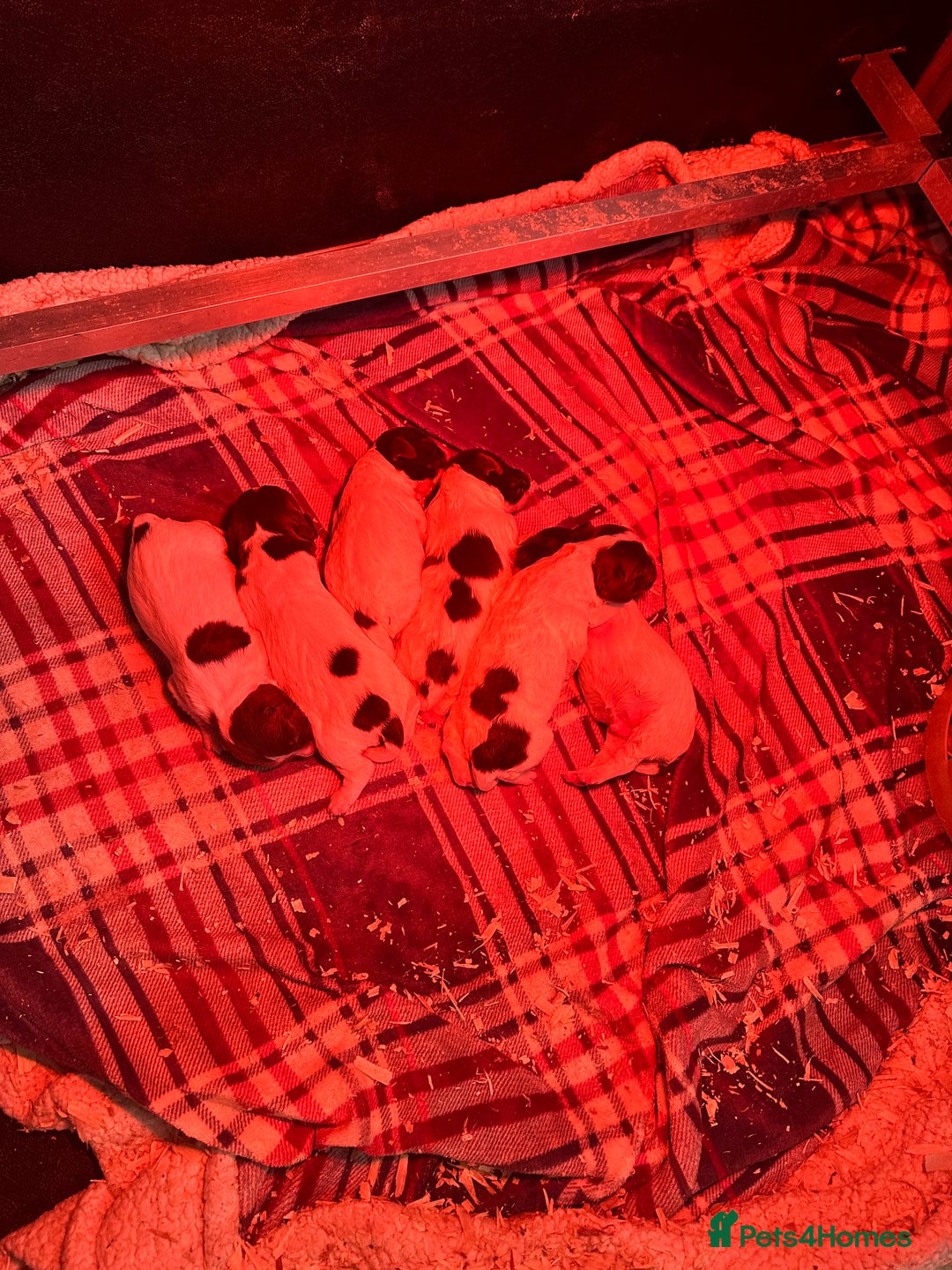 English Springer Spaniel dogs for sale: English Springer Spaniel Puppies - Advert 7