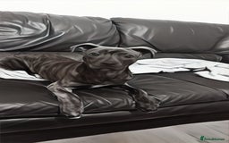 Mixed Breed dogs for sale: Mastiff cross Staffy called Dave🩵 - Image 5