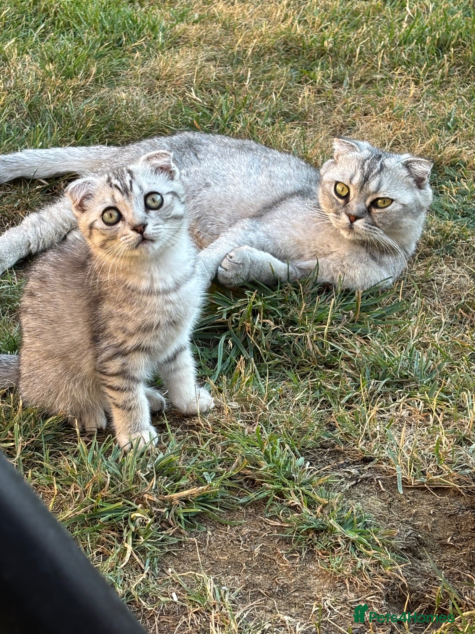 Mixed Breed cats Adorable kittens  - Advert 2