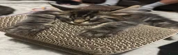 Maine Coon cats for sale: Maine coon kittens - Advert 15