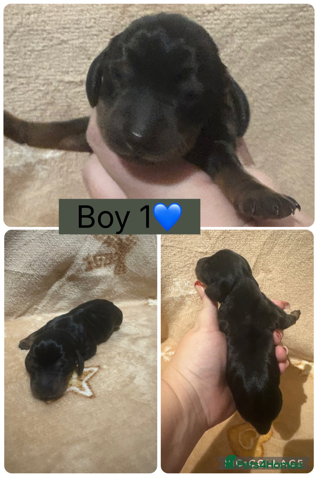 Miniature Dachshund dogs for sale: one girl miniature dachshund  - Advert 10