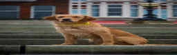 Golden Retriever dogs for sale: Working Golden Retriever Puppies - Advert 10