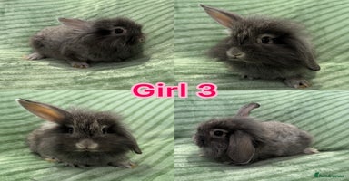 Mini Lion Lop rabbits - Advert 2